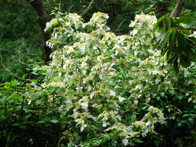 IMG_5522.jpg (462.26 KiB) 閲覧された回数 6266 回 甘茶