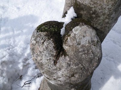 赤摩木古山のお尻こぶ