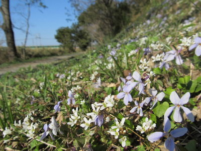 スズシロソウとスミレ