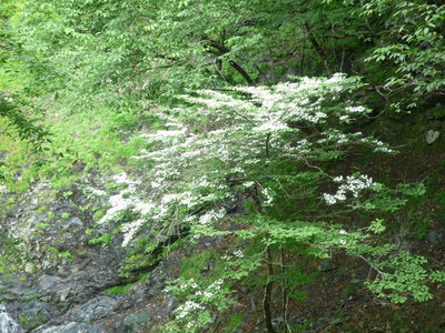 03アジサイ科?(1).JPG (793.04 KiB) 閲覧された回数 6064 回 満開の白い花