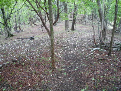 06ヒキウス平シロヤシオ落花(1).JPG (915.74 KiB) 閲覧された回数 6056 回 ヒキウス平とシロヤシオの落花