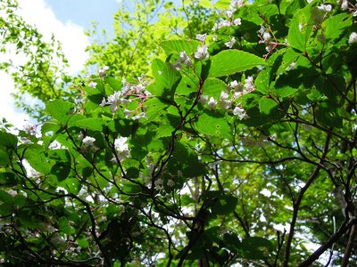 ヤブデマリと同じガマズミ属のオトコ用済み・・・、ぢゃなかった！オトコヨウゾメ。<br />6月10日撮影。