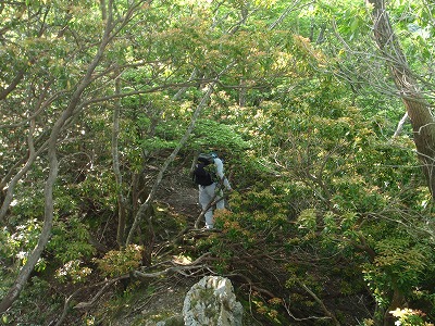ヤブ尾根を行く落忍さん