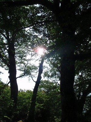 ブナの木漏れ日