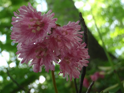 出産祝いに山のお花でも
