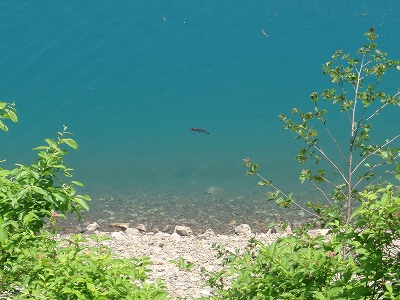 ユラユラ遊泳のウグイ