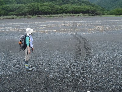 びぃ女とカメの足跡（6/17）