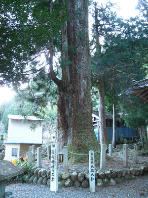 小津白山神社の大杉