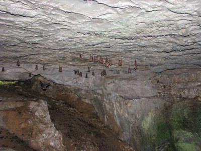 koumori.JPG (170.77 KiB) 閲覧された回数 4988 回 洞窟のコウモリども