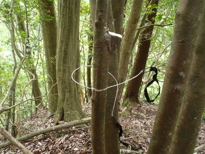 ワイヤーソーで杖の切り出し