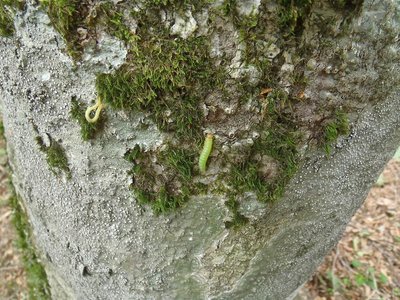 ブナハバチ　１匹見つけ！