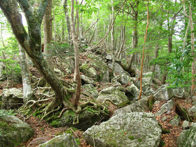 岩ゴロゴロの左岸尾根