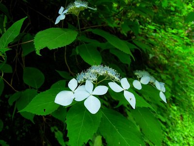 薄青のヤマアジサイ