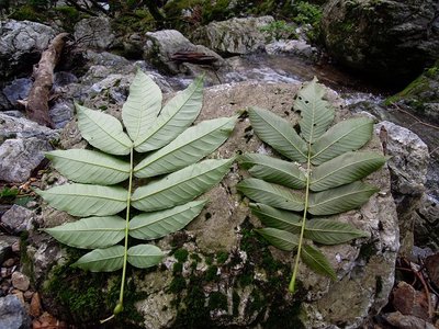 左・シオジ、右・サワグルミの葉裏。