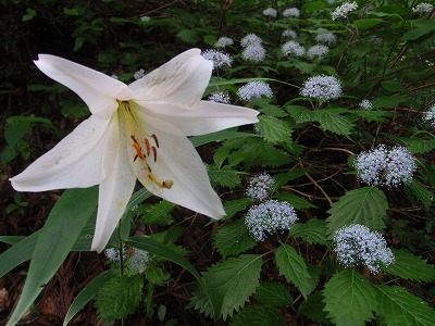 コアジサイとササユリ