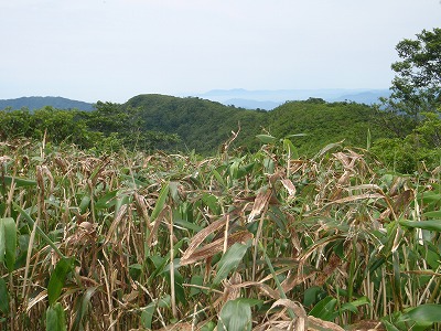 あの山の頂まで…