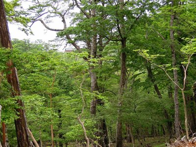 大木の森から明神平あしび山荘。