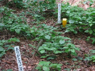 ありがとうございますを何万回も唱えれば幸福になれる・・・かな？