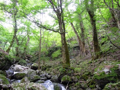 奥山谷のシオジ大木林