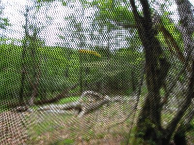 ネットを登るブナハバチ