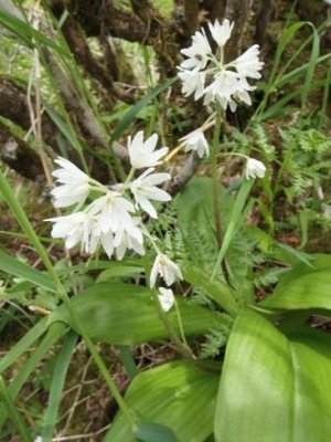 この花、サンカヨウじゃないかな？