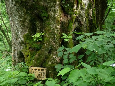 P1040970.JPG (327.06 KiB) 閲覧された回数 14026 回 トチの巨木