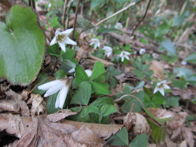 IMG_1069.JPG (208.47 KiB) 閲覧された回数 6987 回 ミヤマカタバミ