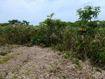 P1050099.JPG (383.35 KiB) 閲覧された回数 14005 回 ササが刈り込まれた三国岳山頂