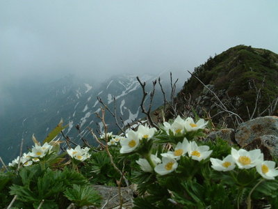 DSCF0106.JPG (129.45 KiB) 閲覧された回数 8649 回 ガスに浮かぶハクサンイチゲ