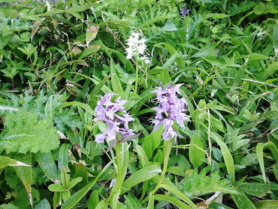 色つきハクサンチドリに無垢のシロチドリ、守られてるみたいだね。