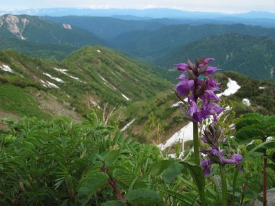 ゾロ谷を見下ろすウズラバハクサンチドリ