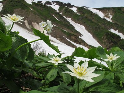 特製たんぽぽ肥やしで大輪の花？