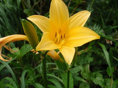 ニッコウキスゲでもどうぞ