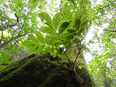 苔生したシオジ
