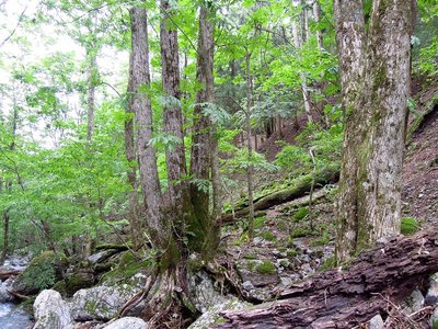 サワグルミとシオジ<br />左・株立の木がサワグルミ。その木に寄り添う細い樹と右の大木はシオジ