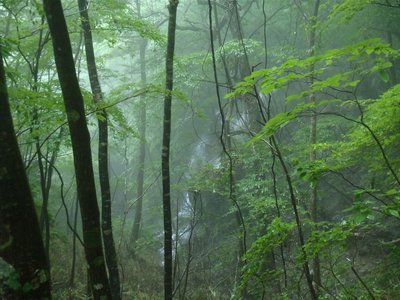 水呑林道から見たキワラ滝最上段？