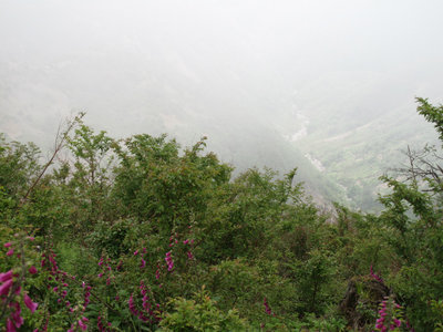 焼山谷とジキタリス