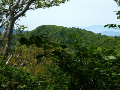 ヤブこぎ地獄の中で左千方を眺める