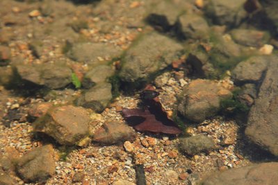 泳ぐヤシャゲンゴロウ