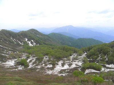 5/20 池の大沢　ぶなの芽吹き