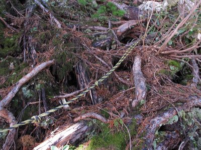 IMG_0780-s.JPG (180.83 KiB) 閲覧された回数 8379 回 驚きのトラロープ