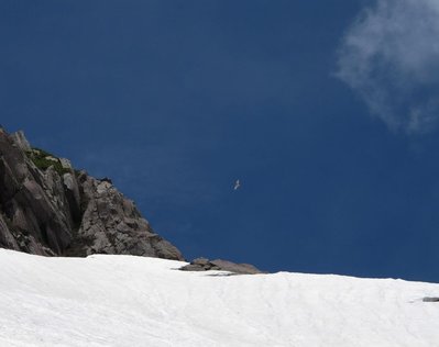 御前峰になぜオオタカペアが？（コンデジでは厳しいね）