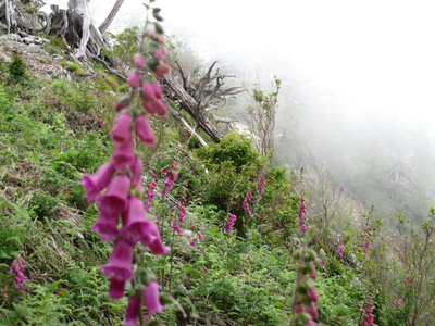 焼山谷源頭部のジキタリス