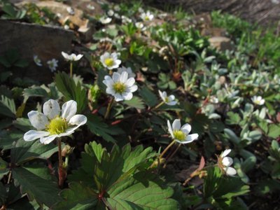 ノウゴウイチゴも花盛りでした