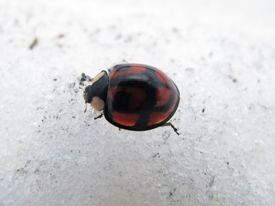 ちょっと透けてるとこがエエでしょ。