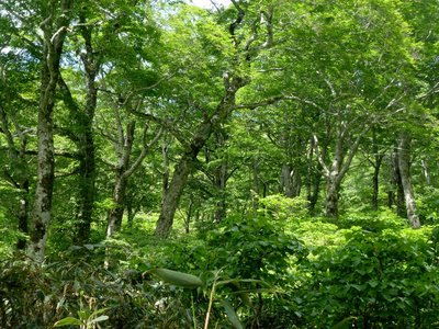 ブナの原生林