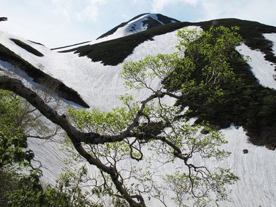 展望台からカンクラ雪渓