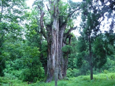 いとしろ大杉.JPG (572.82 KiB) 閲覧された回数 3961 回 久々に見た巨木 いとしろ大杉