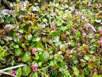 イワウチワの群落