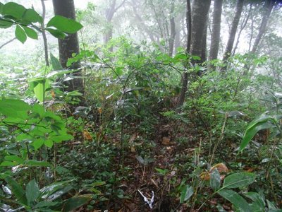 偵察 025_640.jpg (79.11 KiB) 閲覧された回数 4751 回 大岩を通過すれば、すぐに急斜面となり再び『登山道』が出現する。